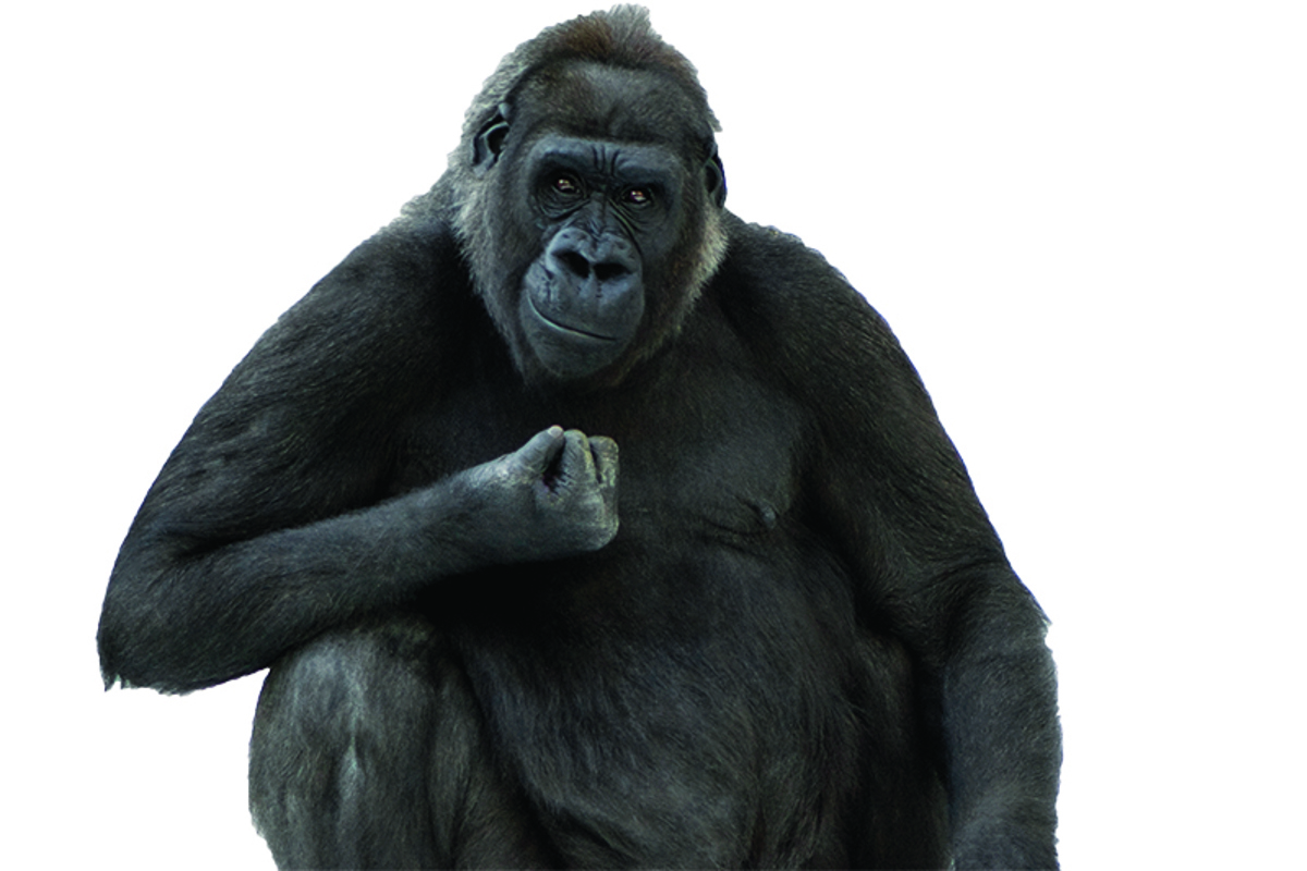 Multitasking:  The 400 pound gorilla in the room