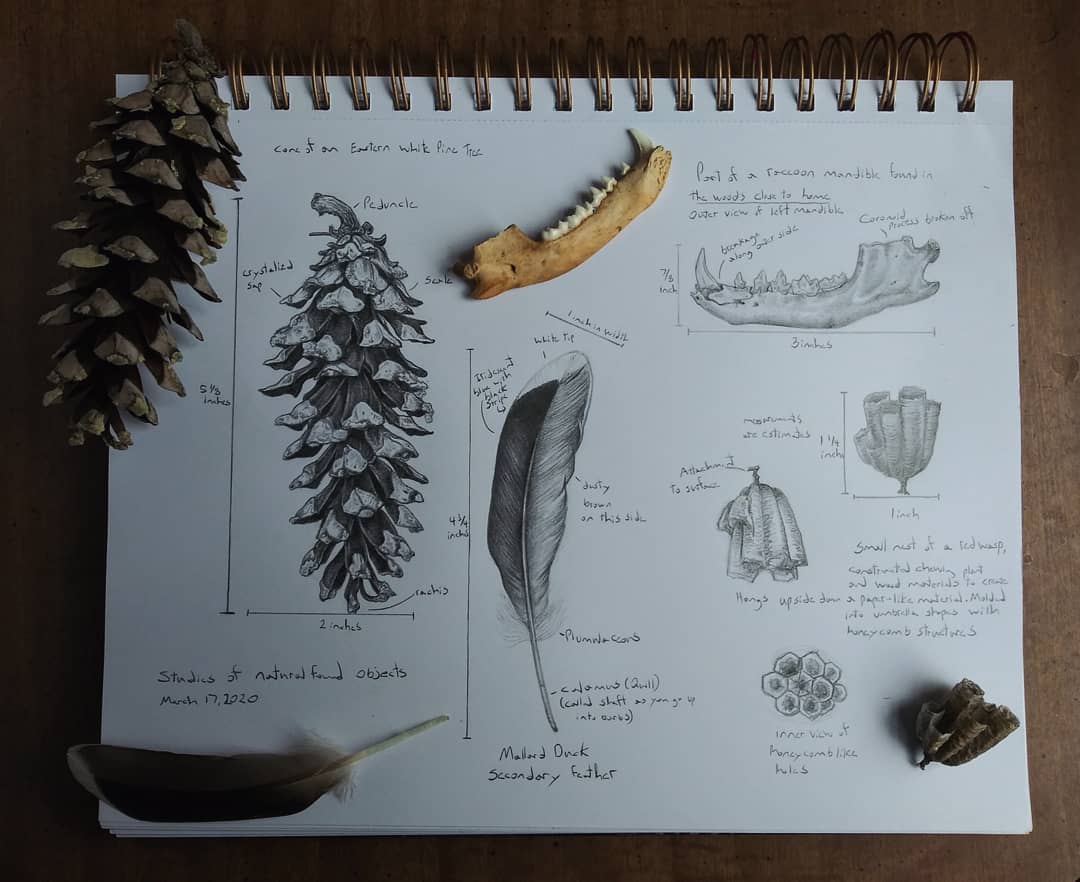 Draw Like a Naturalist