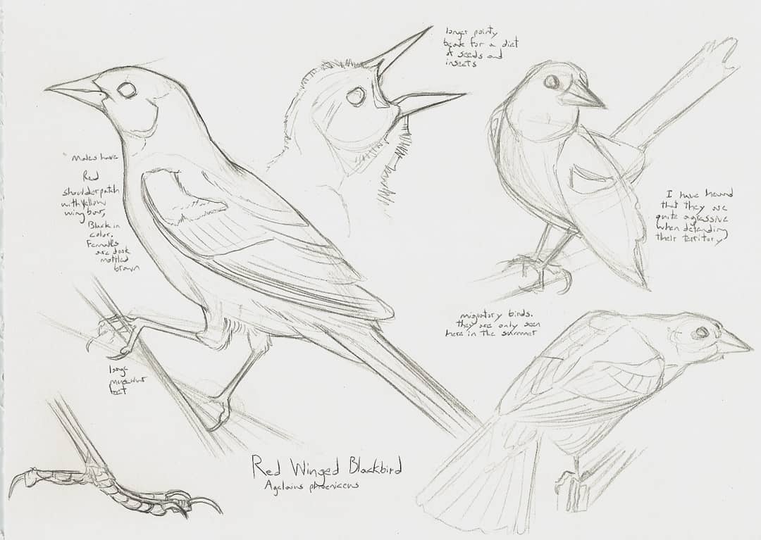 Draw Like a Naturalist Class for Adults, Ages 18+